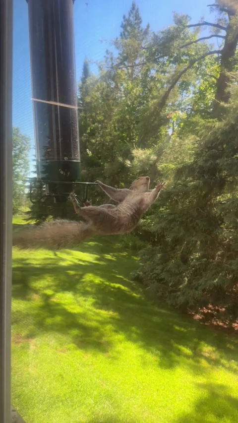 Dizzy Squirrel is Having a Rough Monday, Indian River, Michigan, USA - 22 Jun 20 Stock Footage 344586750