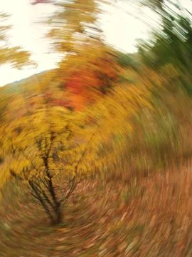 The Dizzy Tree Foto stock