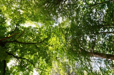 Dizzy Under Trees Looking Up In A Forest Stock Photos