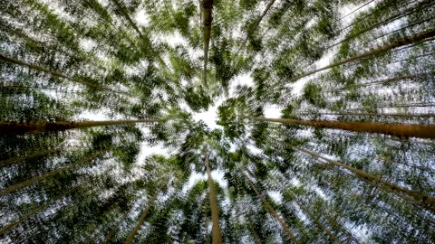 Dizzy vertigo effect, looking up at tall blurred trees spinning around Stock Footage 160544697