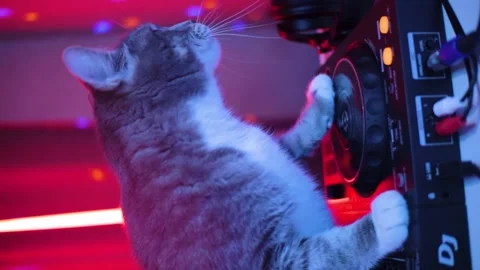DJ cat mixing set club party pet animal time music concert Stock Footage