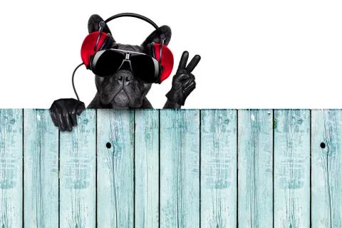 Dj dog Foto stock