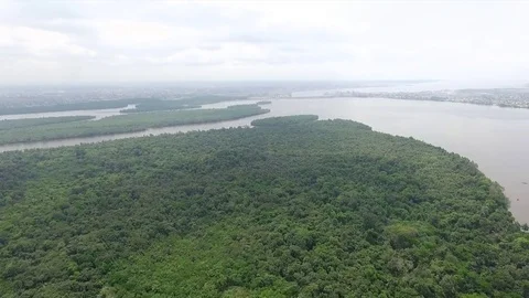 Djébalè island's forest Stock Footage 80942612