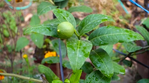 Djeruk limau commonly know as lime or lemon hanging on a tree in an Indian ga Stock Footage 199465584
