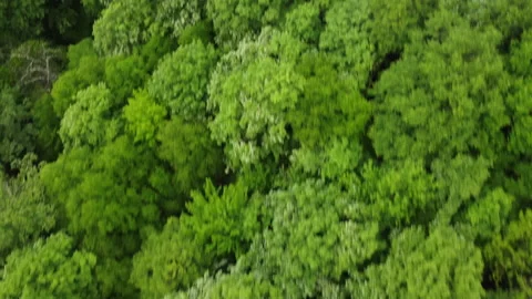 DJI 0007.MP4 002 動画素材 154975392