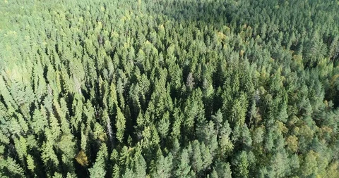 DJI 0031 Stock Footage 99508077