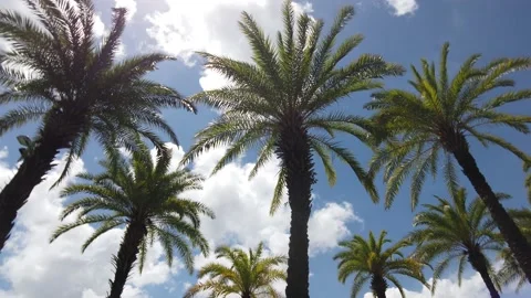 DJI 0077 Stock Footage 168024304