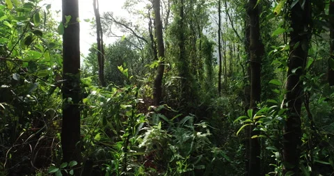 DJI 0108prAerial view of drone flying in tropical forest Stock Footage 133386192