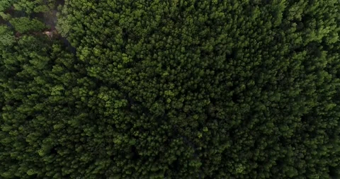 DJI 0190Green tropical rian forest mangrove tree river sea bay environment Stock Footage 134697989