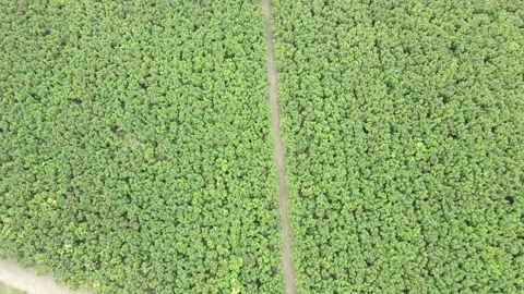 DJI 0197 Video stock 221380530