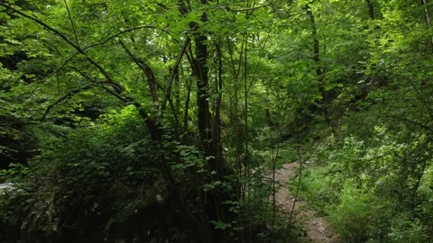 DJI 0291 drone moving forward inside the forest Video stock 156105253