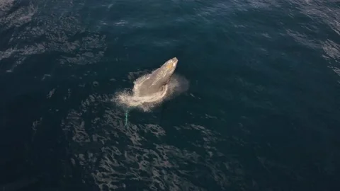 DJI 0458 Stock-Footage 233310318