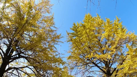 DJI 0517 Stock Footage 121018026