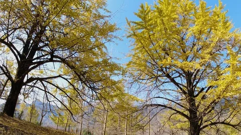 DJI 0522 2 Stock Footage 121018268