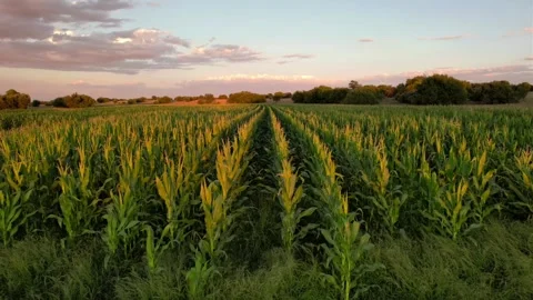 DJI-Drone footage of Corn Fields 動画素材 252986626