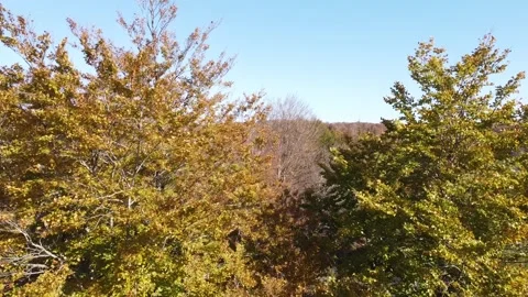 DJI mini 2 crashing against a tree branch and falling 库存影片 232126953