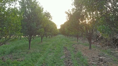 DJI Movement shot of rows of orange trees in Indian orange cultivation, India Stock Footage 109244522