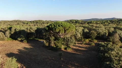 DJI moving away from the pine Stock-Footage 248768359