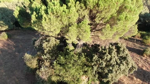 DJI soaring flight over a pine tree Vídeos de archivo 248768175