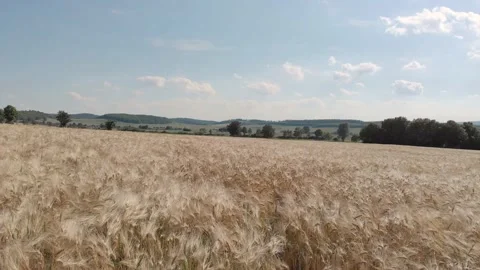 DJI spike field Stock Footage 145534105