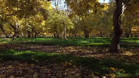 DJI under golden Tree Drone Stock Footage 144127171