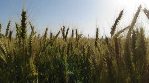 DJI Wheat (Başak) Close Up 스톡 동영상 131953347