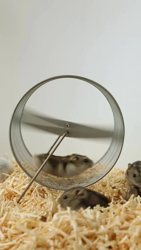 Djungarian hamster changing positions while running in metal wheel. Part 2 of 4 Video stock 311894534