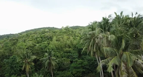 Djungle Phillipines Stock Footage 121511045