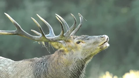 DMB 0374 deer portrait 库存影片 133576719