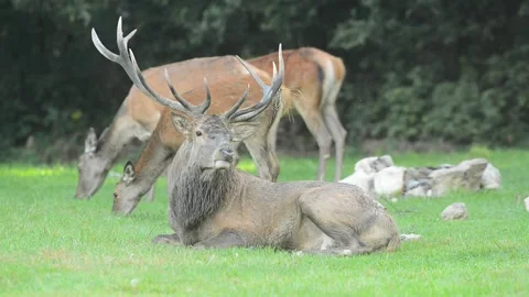 DMB 0389 deer 库存影片 133576697