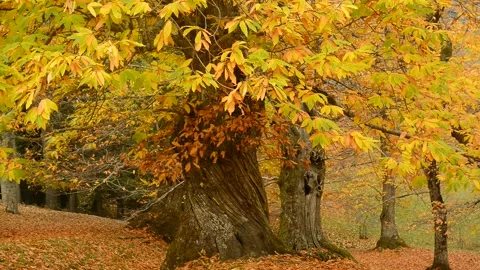 DMB 0972 库存影片 133785501