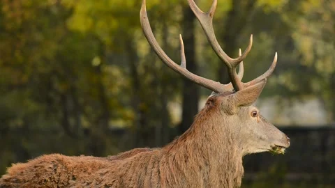 DMB 1065 Deer 库存影片 133560786