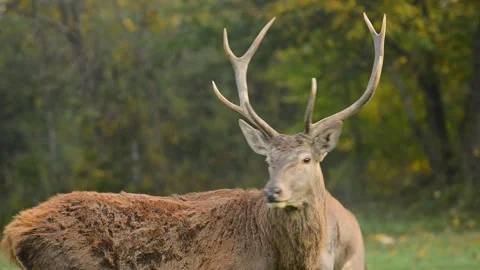 DMB 1068 Deer 库存影片 133560785