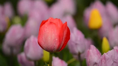 DMB 4322 tulip 库存影片 133785420