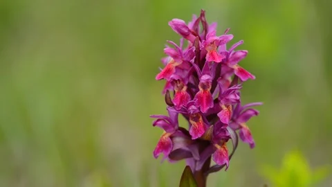 DMB 6279 库存影片 133785470