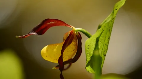 DMB 6936 库存影片 134031902