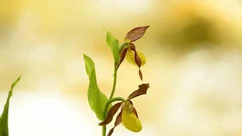 Dmb 7472 Cypripedium 库存影片 134031901