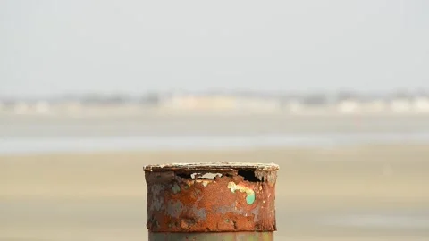 DMB 9529 seagull 库存影片 133560770