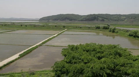 DMZ Panmunjon North Korean border rice fields Stock Footage