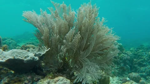 D&amp;n production Stock Footage 256852613