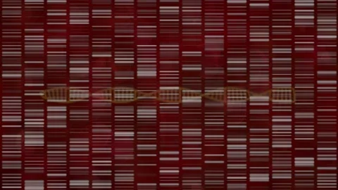 DNA  barcodes , barcoding shimmering against red background. 3d animation render Stock Footage 149389961