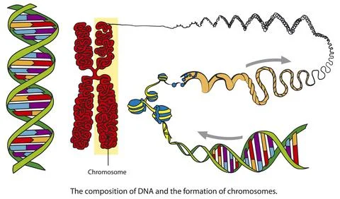 DNA to chromosome structure Stock Illustration