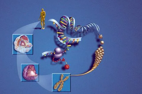  Dna compaction Counterclockwise from the left. The blue insert presents a... Stock Photos