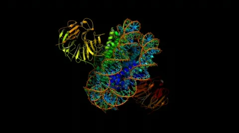 DNA complex with proteins in a nucleosome Видео 848392