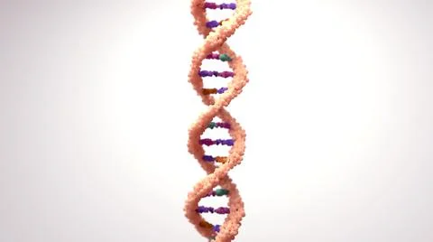DNA composed of two chains that form a double helix. DNA is a molecule inside ce Stock Illustration