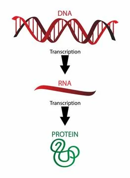 DNA is composed of two chains of repeating nucleotides Stock Illustration