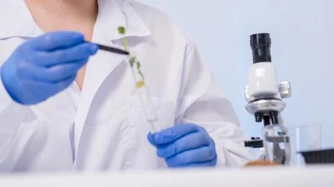 DNA data analysis: A researcher examines the results of gel electrophoresis on a Stock Photos
