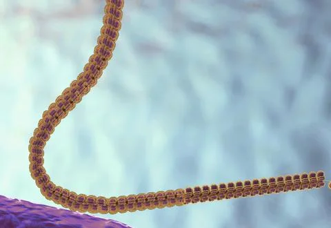DNA is a double helical structure composed of nucleotides. Stock Illustration