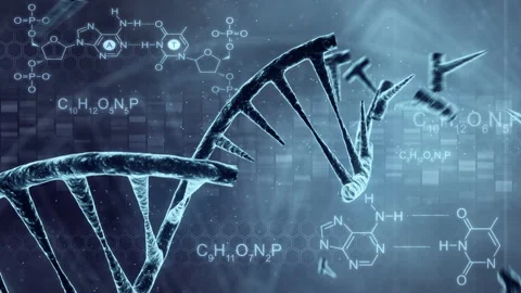 DNA double helix. 3D animation of DNA construction from nucleotide molecules. Видео 146342831