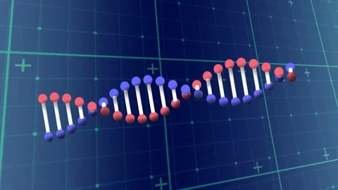 DNA double helix forming from red or blue nodes rising and linking rotating into Stock Footage 329576051